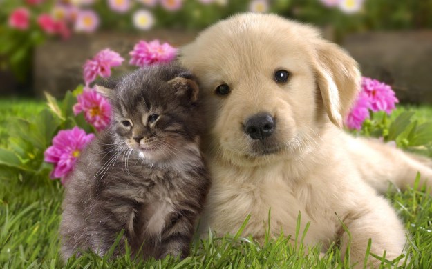 kitten and puppy in flowers